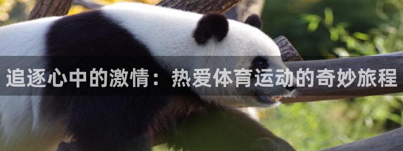 飞速体育官网：追逐心中的激情：热爱体育运动的奇妙旅程